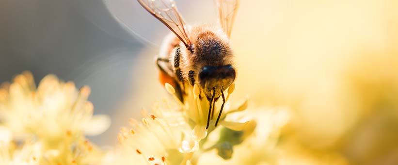 Bi och blomma. Insekts-bett kan ge upphov till anafylaxi