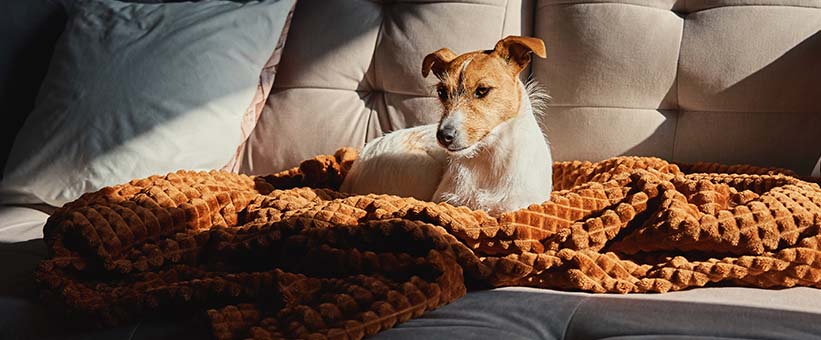 De i befolkningen som lider av pälsdjursallergier är mestadels allergiska mot katter och hundar.